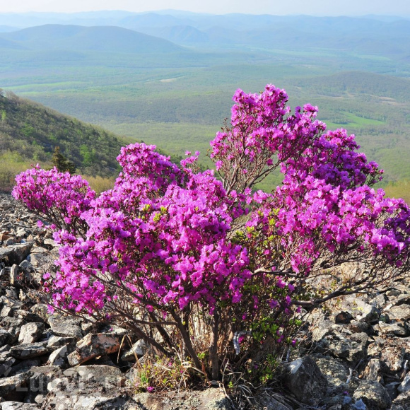Рододендрон сихотинский Розово-сиреневый купить с доставкой Рододендрон сихотинский Розово-сиреневый купить с доставкой