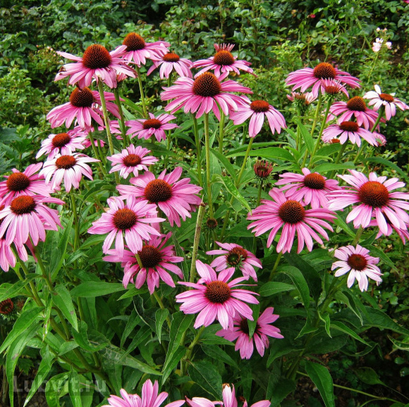 Эхинацея Красная Шляпа купить с доставкой