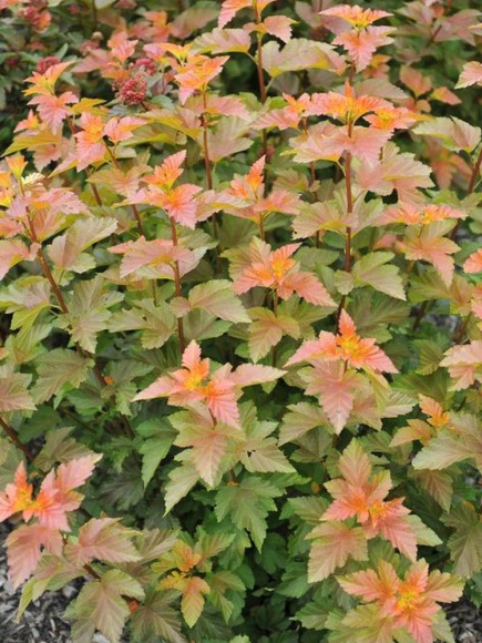 Пузыреплодник Литтл Лина (Little Leena) купить с доставкой