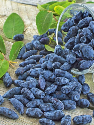 Жимолость Хоней Би