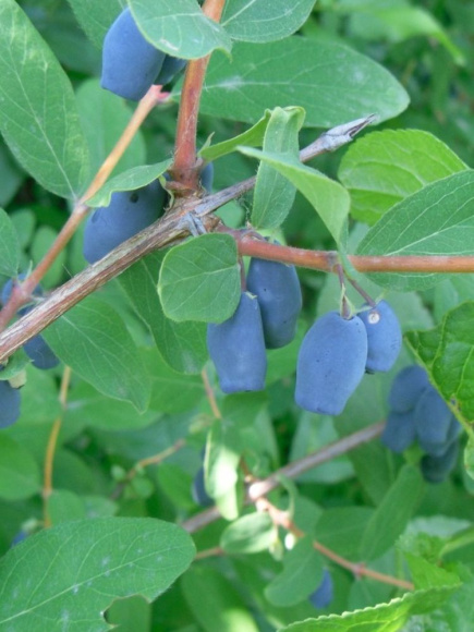 Жимолость Хоней Би купить с доставкой