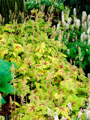 Гейхерелла Стоплайт (Stoplight)