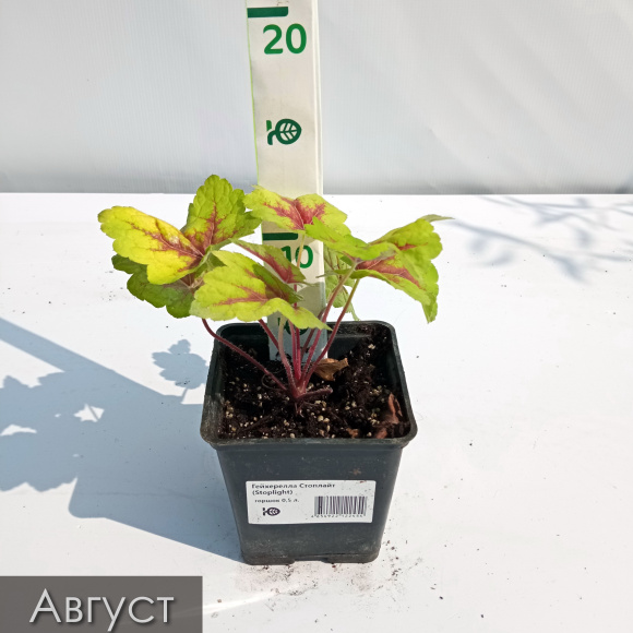 Гейхерелла Стоплайт (Stoplight) купить с доставкой Гейхерелла Стоплайт (Stoplight) купить с доставкой