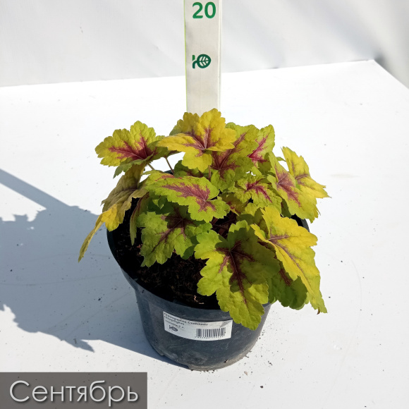 Гейхерелла Стоплайт (Stoplight) купить с доставкой Гейхерелла Стоплайт (Stoplight) купить с доставкой