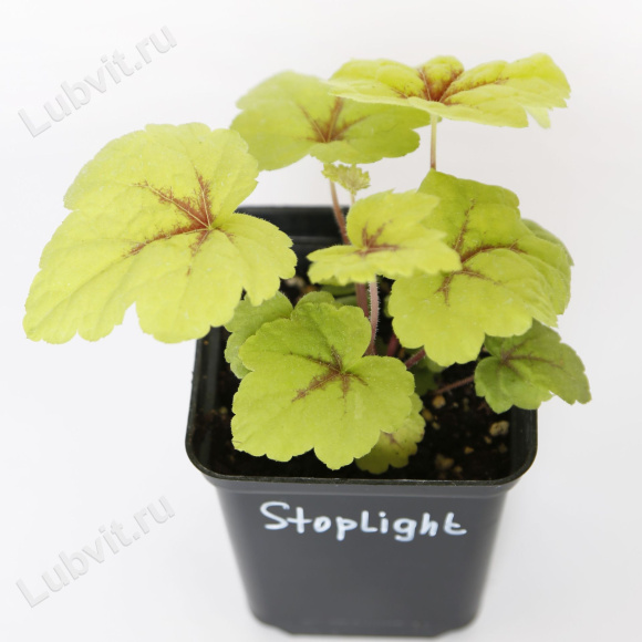 Гейхерелла Стоплайт (Stoplight) купить с доставкой