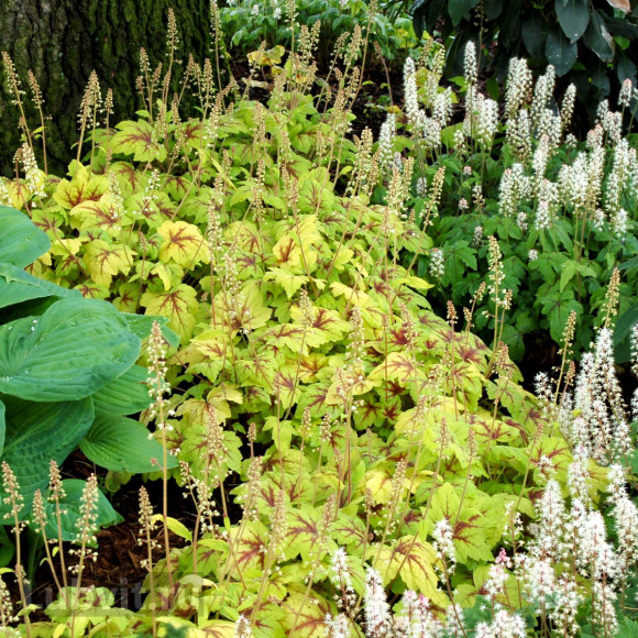 Гейхерелла Стоплайт (Stoplight) купить с доставкой Гейхерелла Стоплайт (Stoplight) купить с доставкой
