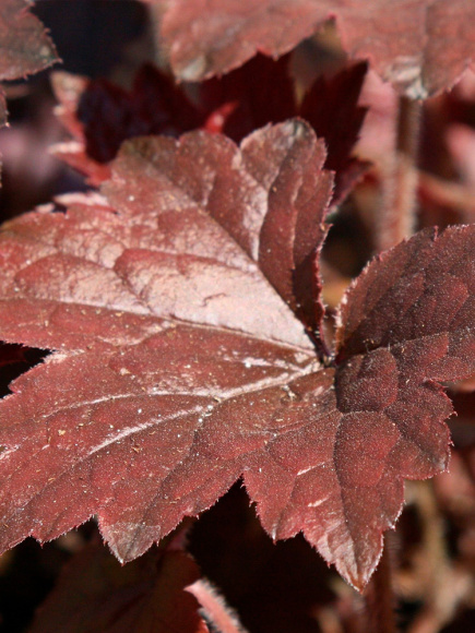 Гейхера Блэкаут (Blackout) купить с доставкой