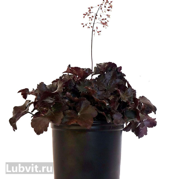 Гейхера Блэкаут (Blackout) купить с доставкой