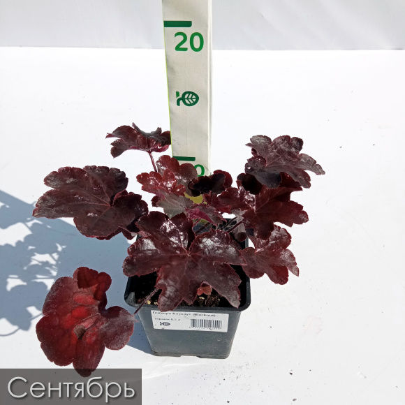 Гейхера Блэкаут (Blackout) купить с доставкой