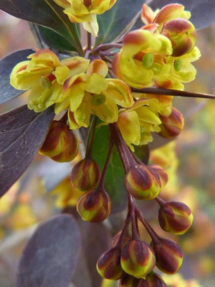 Барбарис Аурикома (Auricoma)