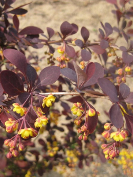 Барбарис Аурикома (Auricoma) купить с доставкой