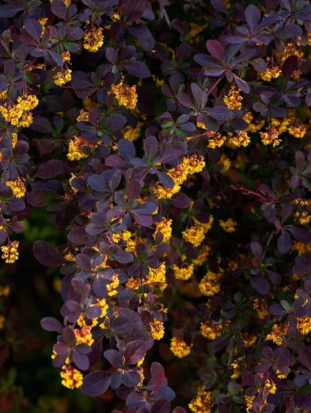 Барбарис Аурикома (Auricoma) купить с доставкой