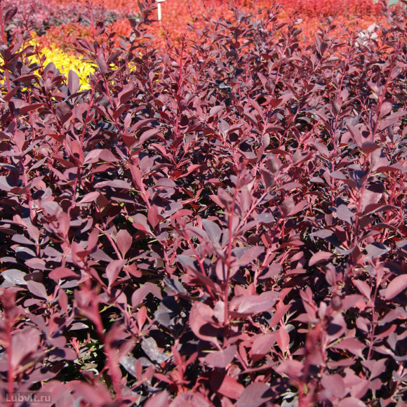 Барбарис Аурикома (Auricoma) купить с доставкой Барбарис Аурикома (Auricoma) купить с доставкой