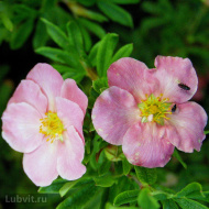 Лапчатка Флоппи Диск (Floppy Disk) Лапчатка Флоппи Диск (Floppy Disk)