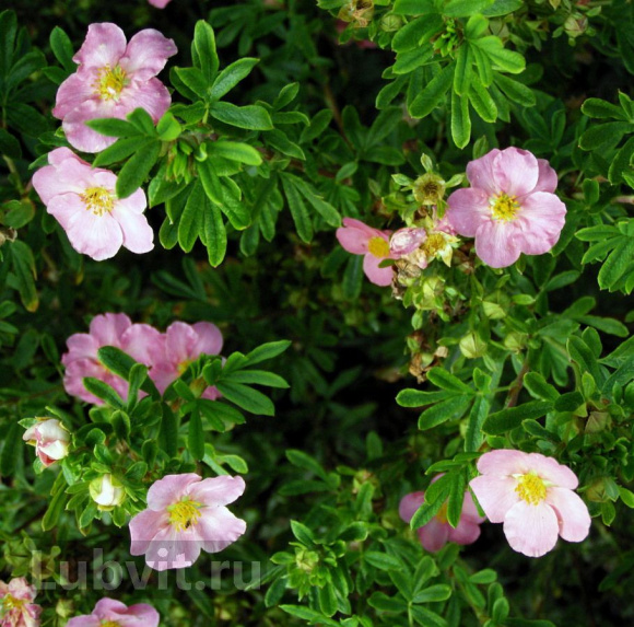 Лапчатка Флоппи Диск (Floppy Disk) купить с доставкой