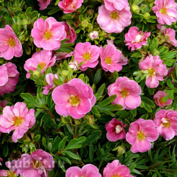 Лапчатка Флоппи Диск (Floppy Disk) купить с доставкой