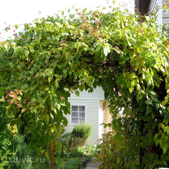 Актинидия Колбасиной купить с доставкой