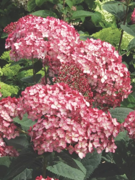 Гортензия Руби Аннабель (Ruby Annabelle) древовидная купить с доставкой