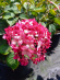 Гортензия Руби Аннабель (Ruby Annabelle) древовидная купить с доставкой