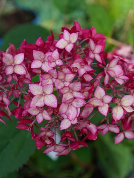 Гортензия Руби Аннабель (Ruby Annabelle) древовидная купить с доставкой