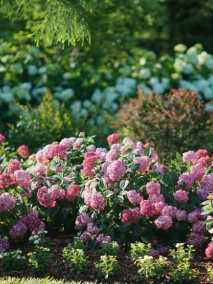 Гортензия Руби Аннабель (Ruby Annabelle) древовидная купить с доставкой