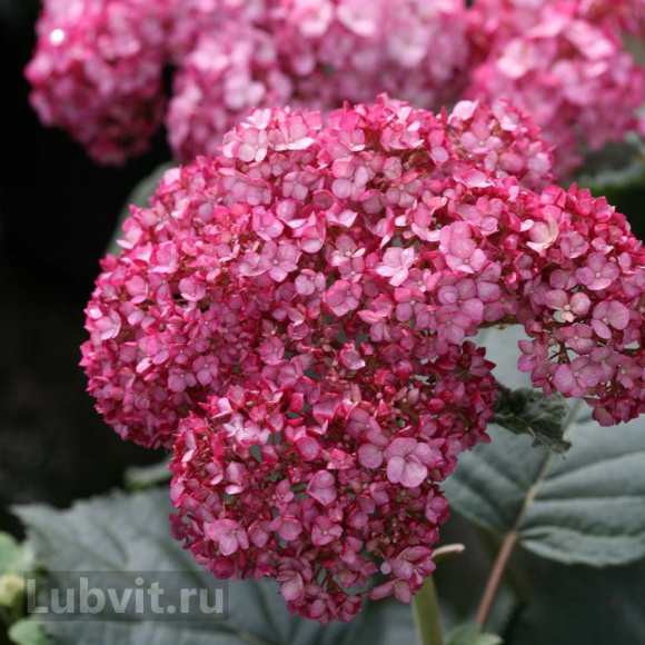 Гортензия Руби Аннабель (Ruby Annabelle) древовидная купить с доставкой