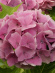 Гортензия Мэджикал Кристал (Magical Crystal) крупнолистная купить с доставкой