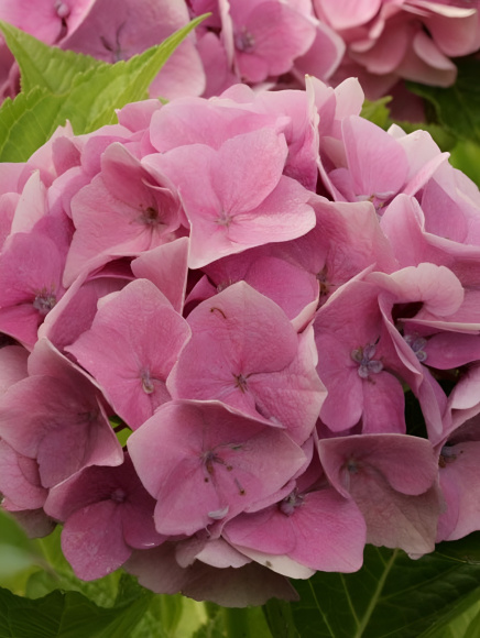 Гортензия Мэджикал Кристал (Magical Crystal) крупнолистная купить с доставкой