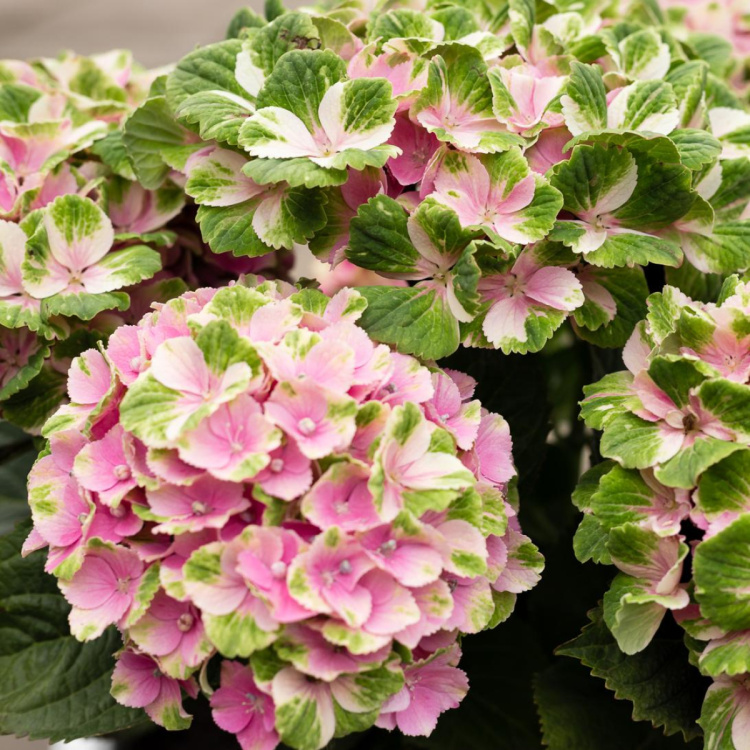 Гортензия Мэджикал Кристал (Magical Crystal) крупнолистная купить в интернет-магазине Любвитского питомника с доставкой почтой или транспортной по России