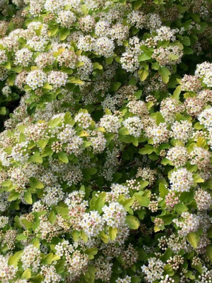 Пузыреплодник Меджикал Распберри Лемонад (Magical Raspberry Lemon) купить с доставкой Пузыреплодник Меджикал Распберри Лемонад (Magical Raspberry Lemon) купить с доставкой