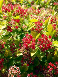 Пузыреплодник Меджикал Распберри Лемонад (Magical Raspberry Lemon) Пузыреплодник Меджикал Распберри Лемонад (Magical Raspberry Lemon)