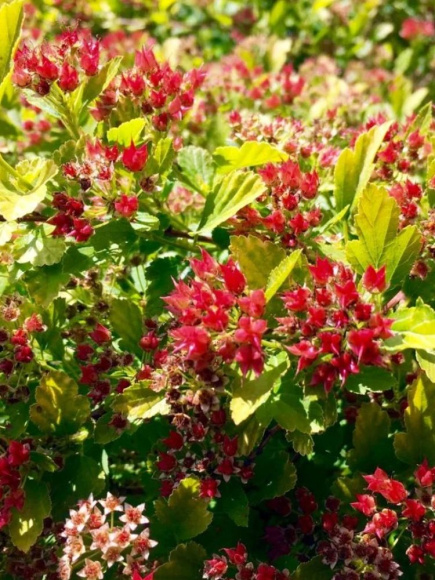 Пузыреплодник Меджикал Распберри Лемонад (Magical Raspberry Lemon) купить с доставкой Пузыреплодник Меджикал Распберри Лемонад (Magical Raspberry Lemon) купить с доставкой