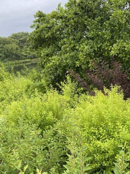 Пузыреплодник Меджикал Распберри Лемонад (Magical Raspberry Lemon) купить с доставкой Пузыреплодник Меджикал Распберри Лемонад (Magical Raspberry Lemon) купить с доставкой