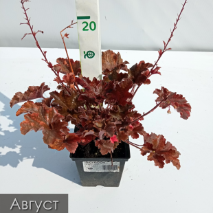 Гейхера Капучино (Cappuccino)