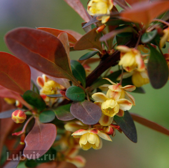 Барбарис Атропурпурея (Atropurpurea) купить с доставкой