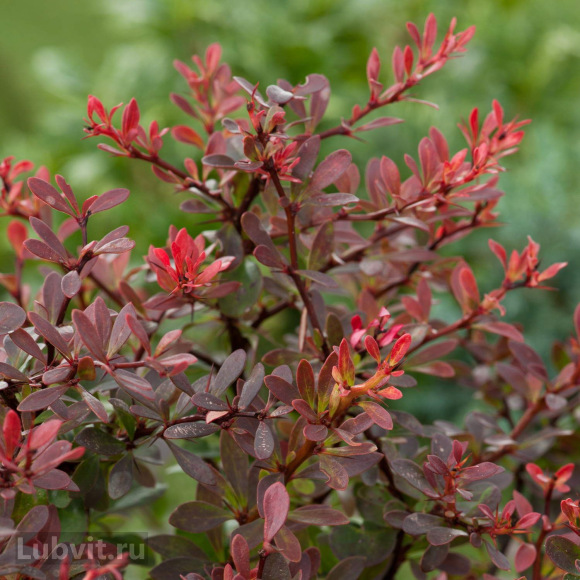 Барбарис Атропурпурея (Atropurpurea) с доставкой