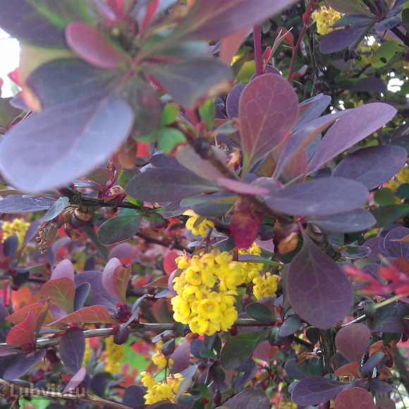 Барбарис Атропурпурея (Atropurpurea) купить с доставкой