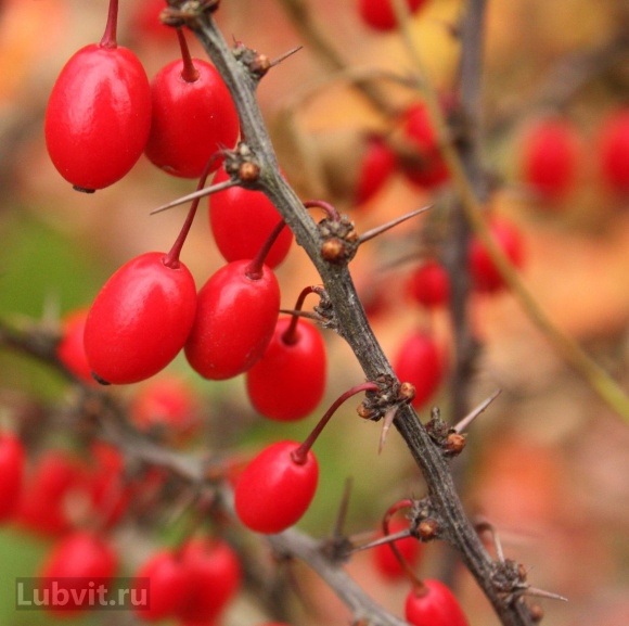 Барбарис Атропурпурея (Atropurpurea) купить с доставкой