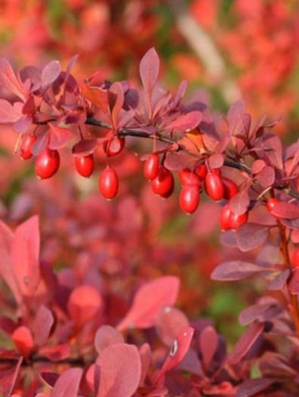 Барбарис Атропурпурея (Atropurpurea) купить с доставкой