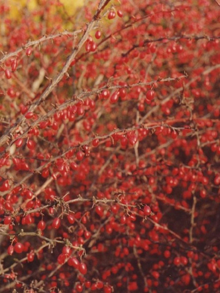 Барбарис Атропурпурея (Atropurpurea) купить с доставкой