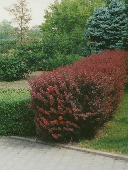 Барбарис Атропурпурея (Atropurpurea) купить с доставкой