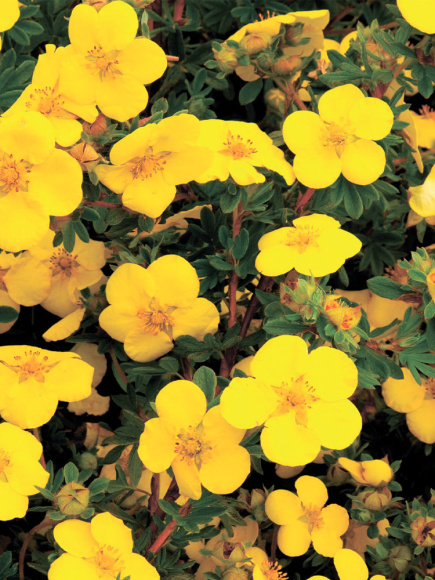 Лапчатка Голдстар (Goldstar) купить с доставкой