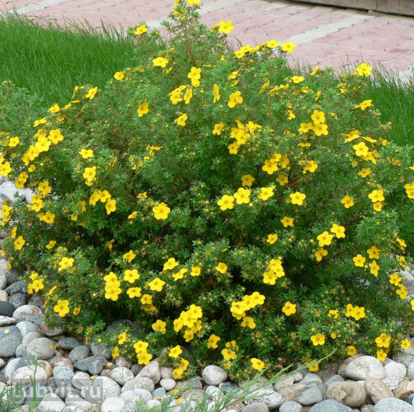 Лапчатка Голдстар (Goldstar) купить с доставкой