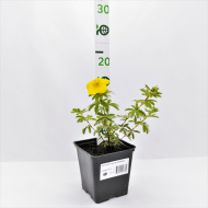 Лапчатка Голдстар (Goldstar)