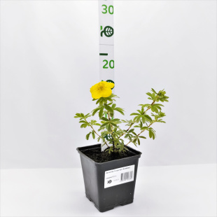 Лапчатка Голдстар (Goldstar)