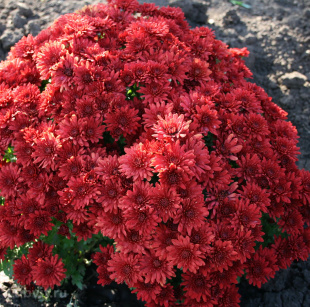 Хризантема мультифлора махровая бордовая