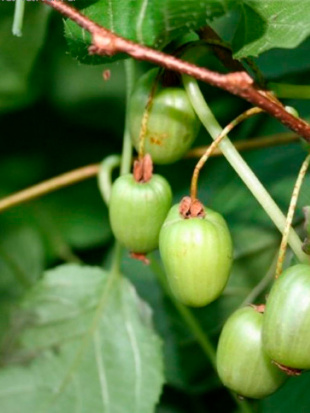 Актинидия Находка