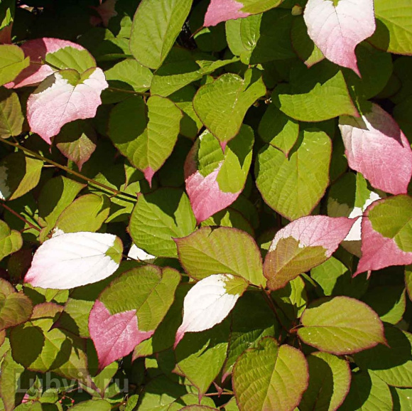 Актинидия Находка купить с доставкой