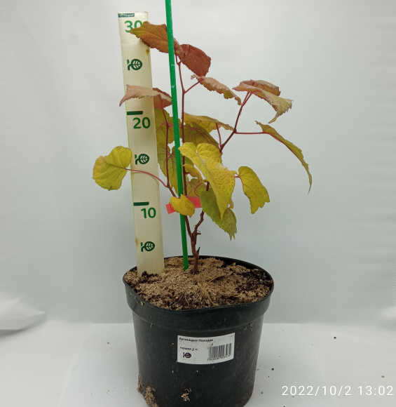 Актинидия Находка купить с доставкой