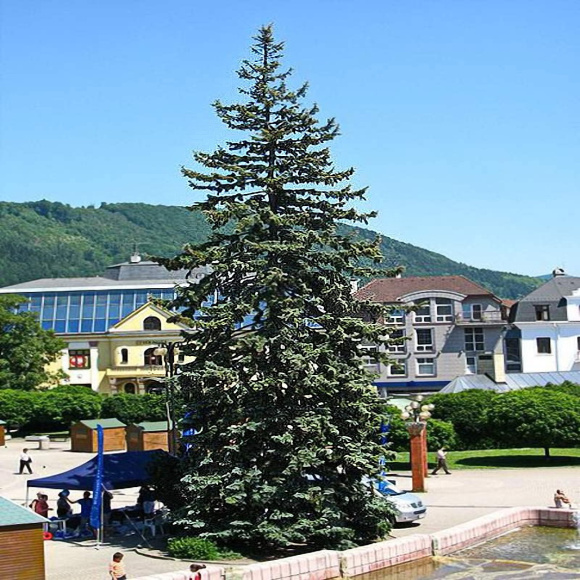 Ель Голубая Карсон (NM Karson) с доставкой